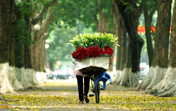 hoa loa kèn