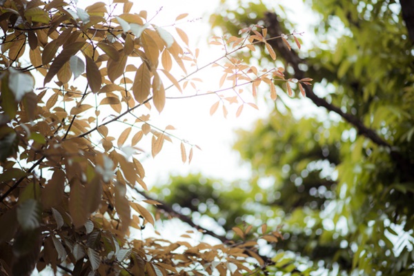 p29thang 4 khuc giao mua cua Ha Noi3