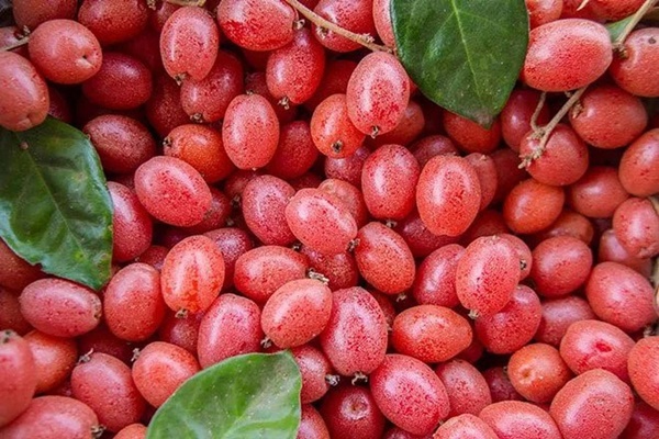 p36thang 4 va nhung loai qua cua tin do an chua