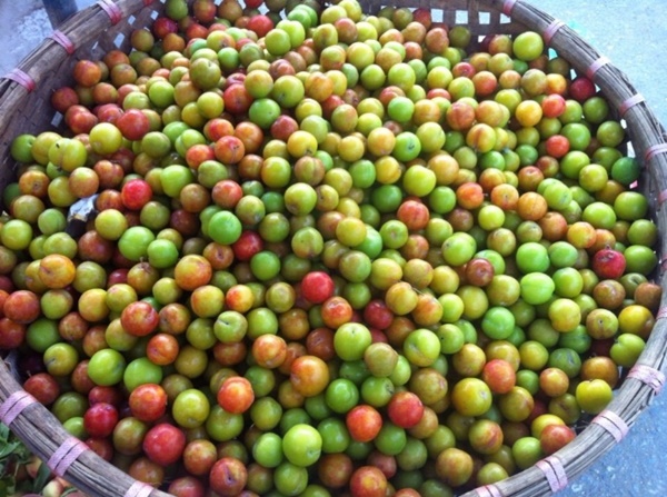 p36thang 4 va nhung loai qua cua tin do an chua1