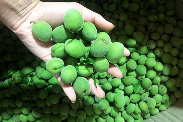 p36thang 4 va nhung loai qua cua tin do an chua3