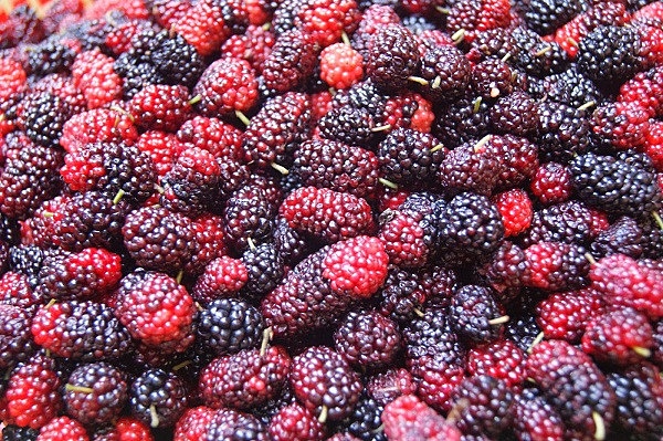 p36thang 4 va nhung loai qua cua tin do an chua4