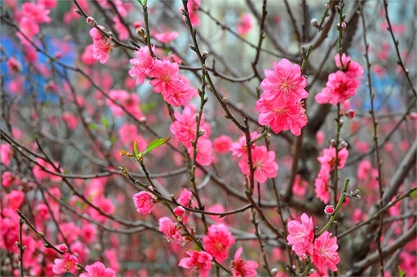 3 miền Bắc Trung Nam ăn tết có gì khác biệt?